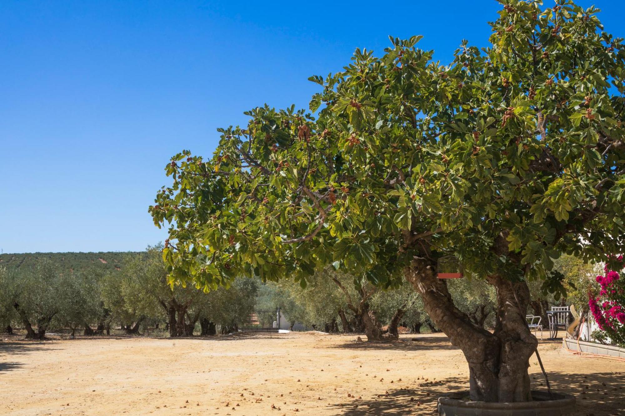 Finca Olivo Lloron Villa มอนติญา ภายนอก รูปภาพ