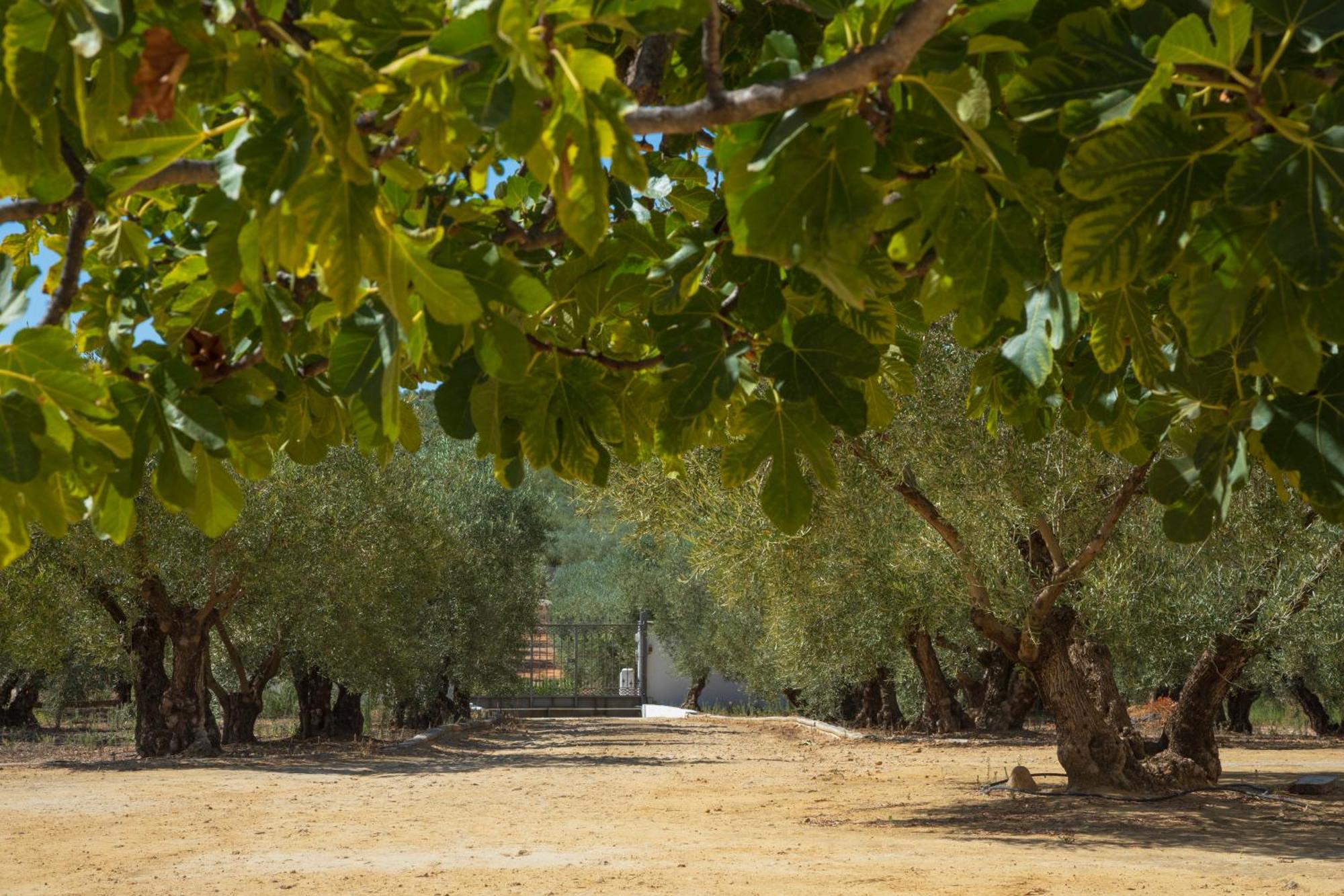 Finca Olivo Lloron Villa มอนติญา ภายนอก รูปภาพ